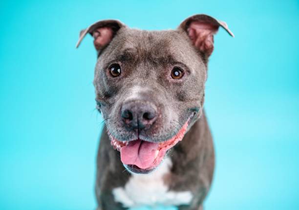 istock Adorable American Pitbull dog in blue studio 2157793672
