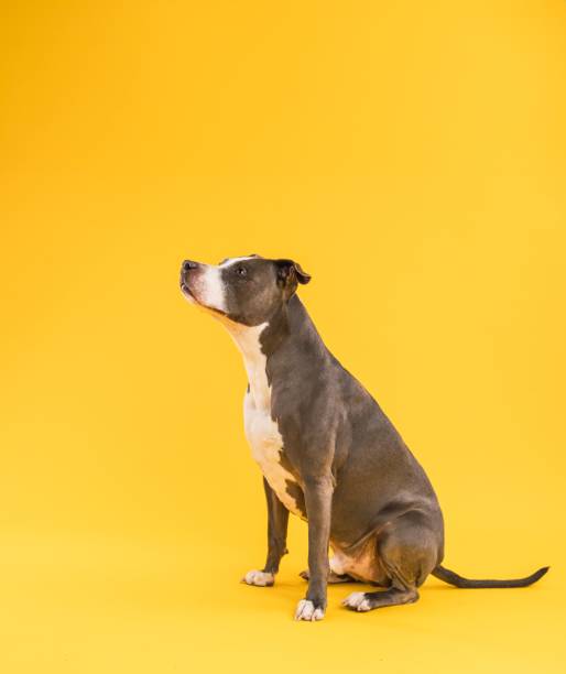 istock Cute Pitbull Blue dog sitting in yellow studio 2157793723