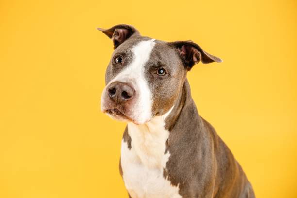 istock Cute Pitbull Blue dog looking away in yellow studio 2157794203
