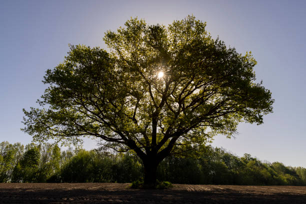 istock a single growing oak tree in an agricultural field 2157795694