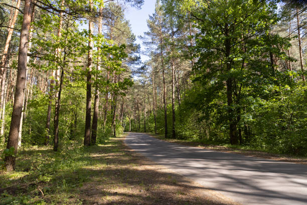 istock pine forest with tall trees against a blue sky background 2157795785