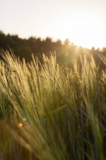 istock a new wheat harvest at sunset 2157795792