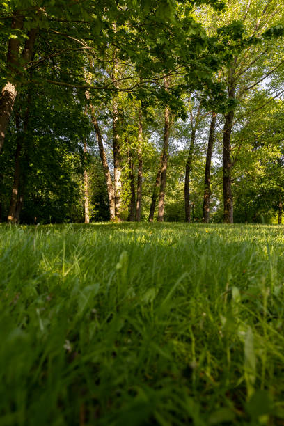 istock maples and other deciduous trees in the park in spring 2157795793