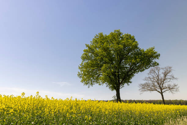 istock one tree in a field with yellow flowering rapeseed 2157795870