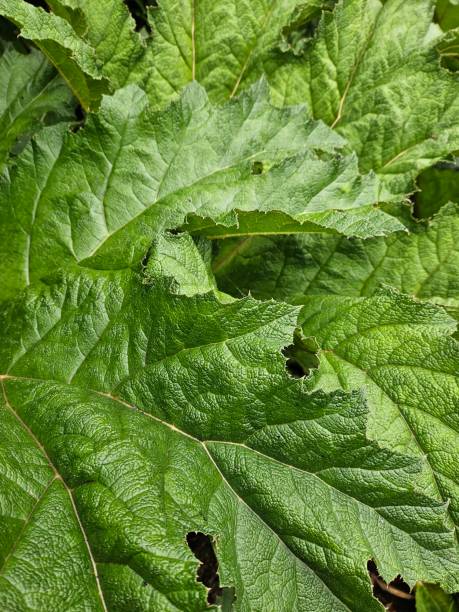 istock Close-up Of Gunnera Leaves 2157795871