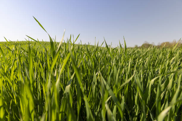 istock a green wheat field in the spring season 2157795872