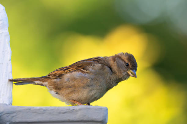 spatzenfamilie sitzt im Busch und wartet auf den frühling \nfamily of sparrows sits in the bush and waits for spring