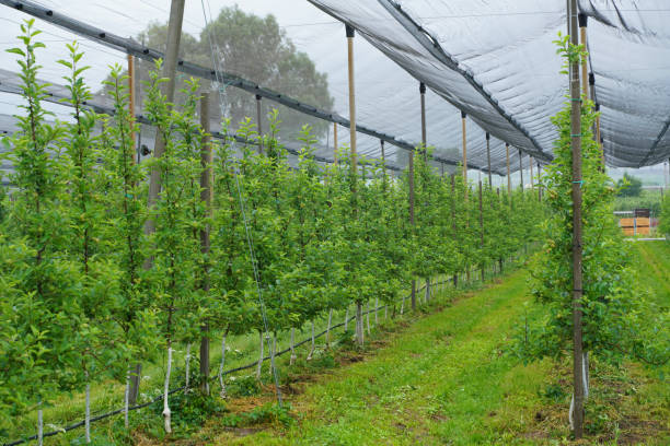 istock Apples Apple harvest in South Tyrol 2157797914