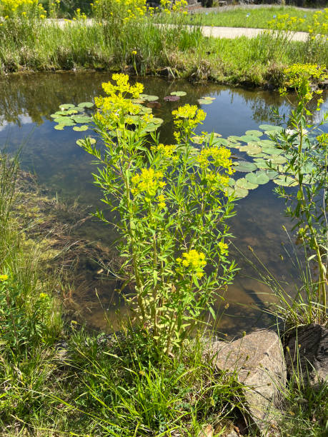istock Swamp milkweed, Euphorbia palustris 2157798893