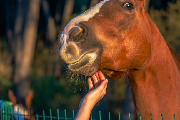 istock Tender Connection: Woman's Hand Loving the Brown Horse 2157800219