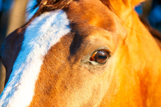 istock Soulful Connection: Beautiful Horse Eyes Meet the Camera 2157800253