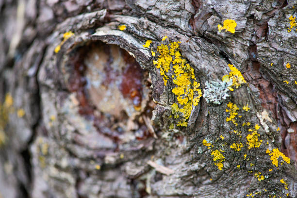 A close-up exploration of lichens on a tree trunk, showcasing the intricate symbiotic relationship between fungi and algae.