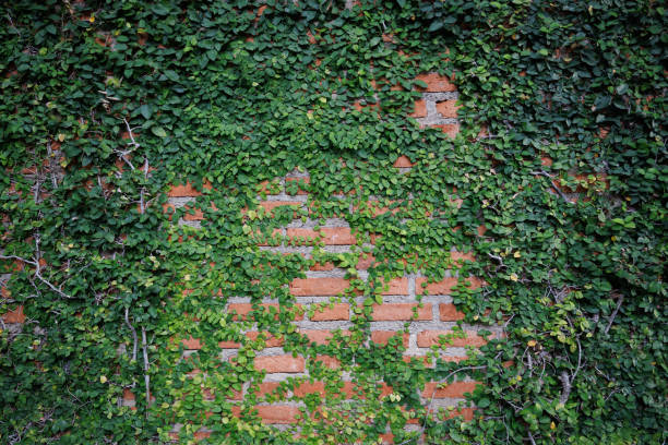 istock Green vine tree growth and climb on brick wall. Greenery plant wallpaper background. 2157801778