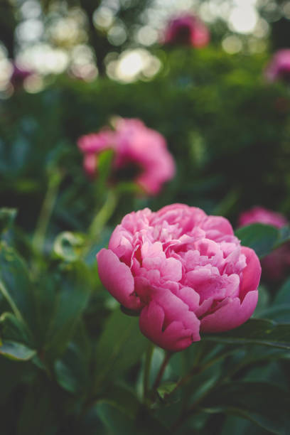 istock Pink peony flowers in the summer garden. Web banner 2157802194