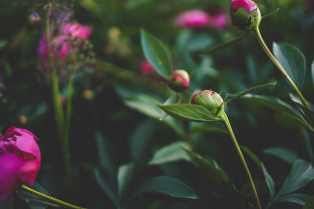Peony buds in a sustainable plantation ready to be harvested - Buenos Aires - Argentina