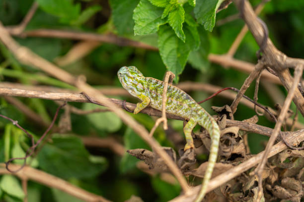 One greenchameleon on a branch. Close up. Madagascar