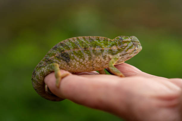 One green chameleon in human hand. Close up. Madagascar