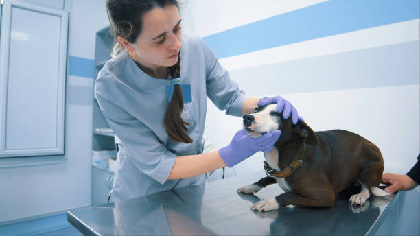 istock Veterinarian Examining Dog's  in Clinic 2157803158
