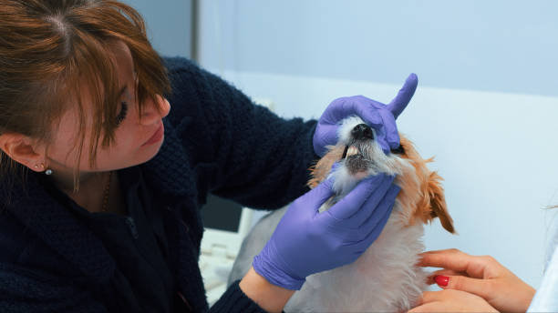 istock Veterinarian Examines dog's Teeth in Clinic 2157803244