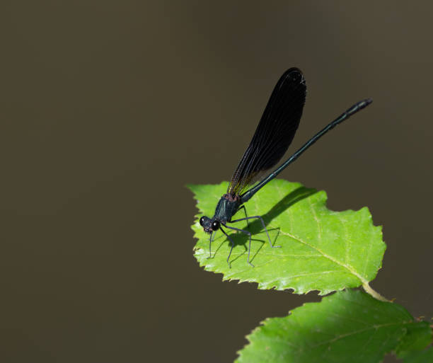 istock Black Damselfly, Lazio Italy 2157803625