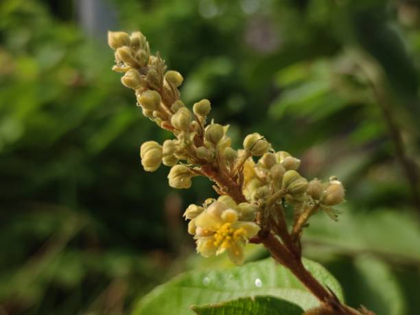 istock teak plant flowers and leaves 2157803764