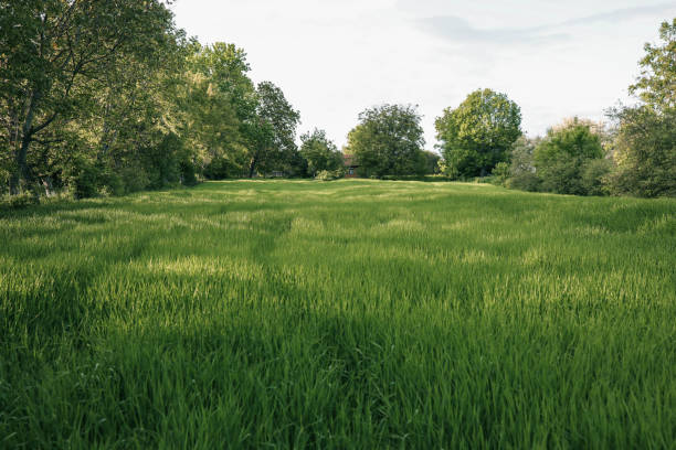 istock Green meadows with blue sky and clouds background 2157804199