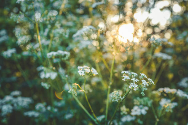 istock Summer meadow full of beautiful tiny white wildflowers 2157804215
