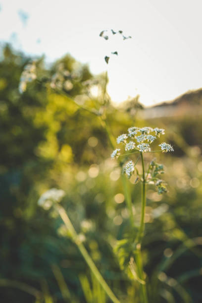 istock Summer meadow full of beautiful tiny white wildflowers 2157804216