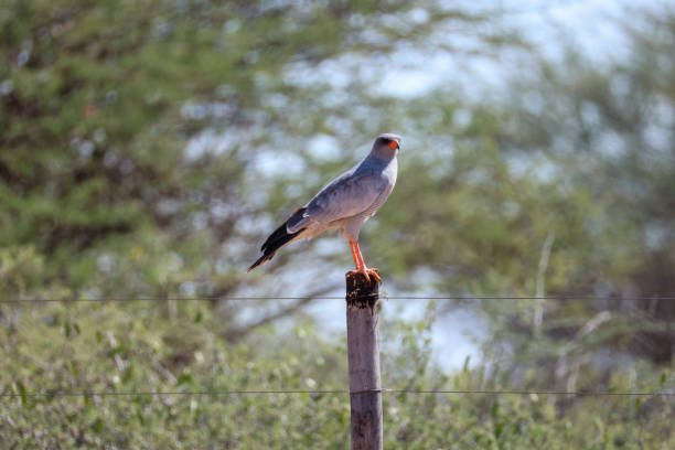 chanting goshawk sits on the pole of a fence
