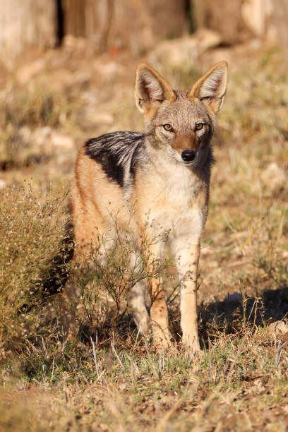 istock a black-backed jackal in the savannah 2157804621