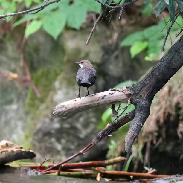 istock White-throated Dipper over a mountain stream catches insects. 2157805012