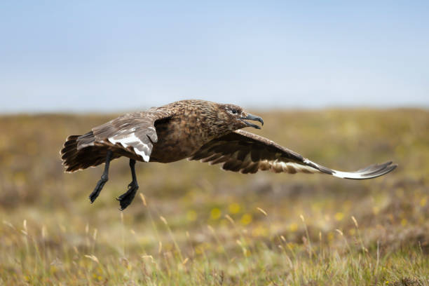 istock Portrait of a great skua in flight 2157805938
