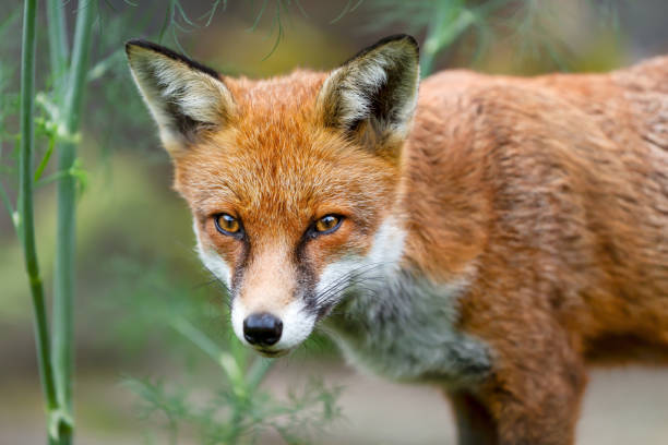 istock Portrait of a red fox cub in a meadow 2157805942