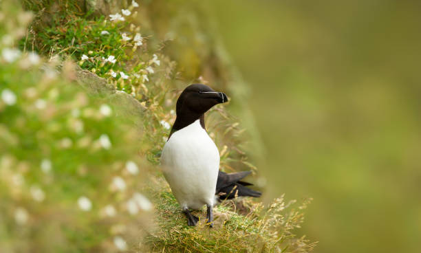 istock Portrait of a Razorbill nesting on a cliff 2157805953