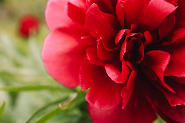 Pink peony flowers in the summer garden. Web banner.
