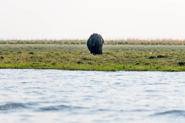 istock African elephant on the green field 2157806360