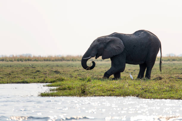 istock African elephant on the green field 2157806364
