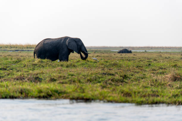 African elephant on the green field
