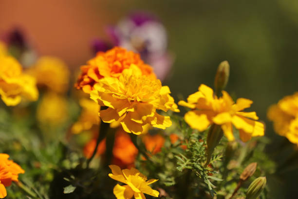 Colorful flowers in the garden