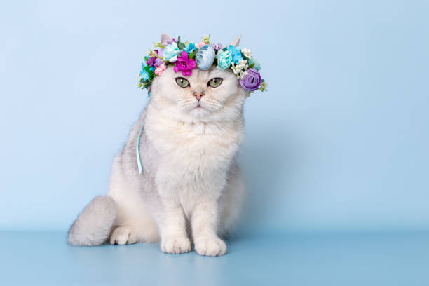 istock Beautiful white cat in flower wreath on head, sitting on blue background, looking at camera 2157807286