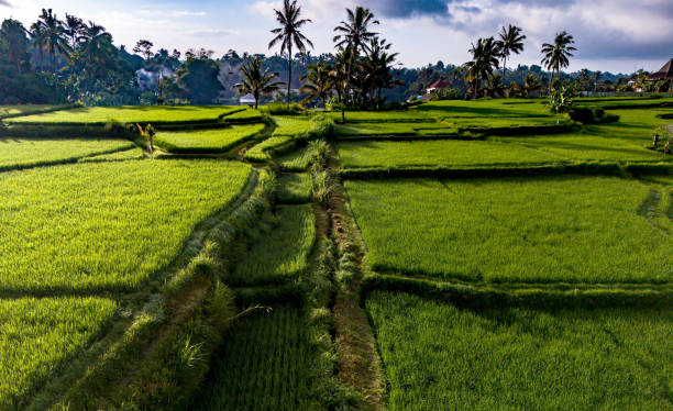 istock Rice fields in Payangan district, Bali, Indonesia 2157807833