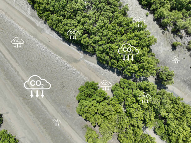 istock Carbon capture concept. Natural carbon sinks. Mangrove trees capture CO2 from the atmosphere. Aerial view of green mangrove forest. Blue carbon ecosystems. Mangroves absorb carbon dioxide emissions. 2157808294