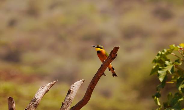 istock Adorable African Bee-Eater in North Tanzania 2157808315