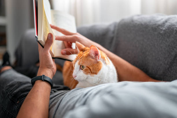 istock young man lying on a a sofa with domestic cats reads a book 2157808392