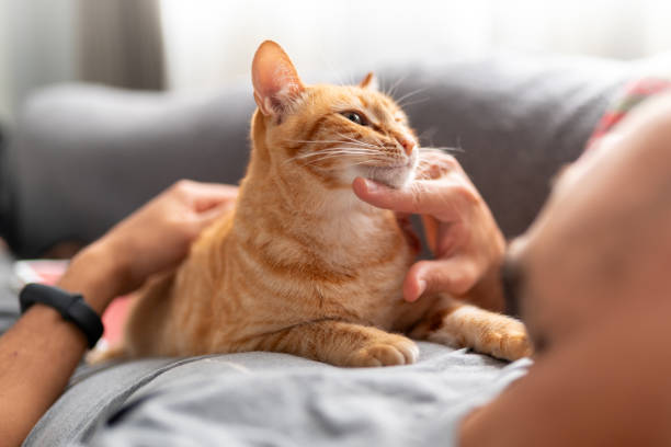 istock young man lying on a a sofa with domestic cats reads a book 2157808433