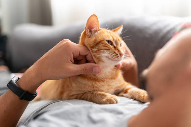istock young man lying on a a sofa with domestic cats reads a book 2157808446
