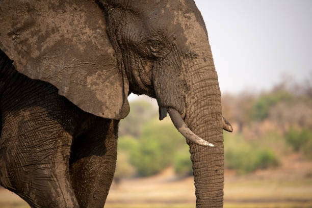 istock Africa elephant at the riverside 2157810057