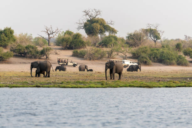 istock Africa elephant at the riverside 2157810059