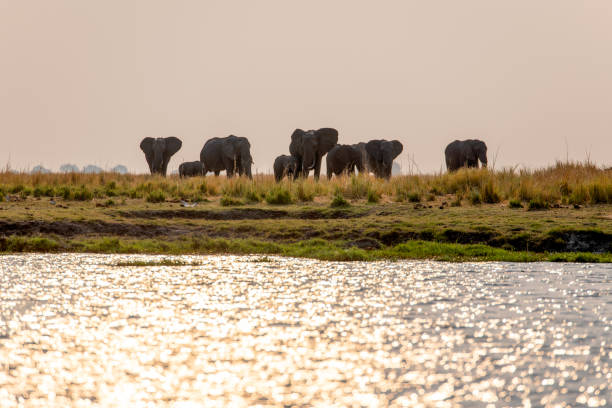 istock Africa elephant at the riverside 2157810080