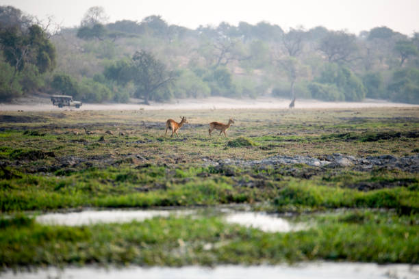 istock gazelle at the riverside 2157811454